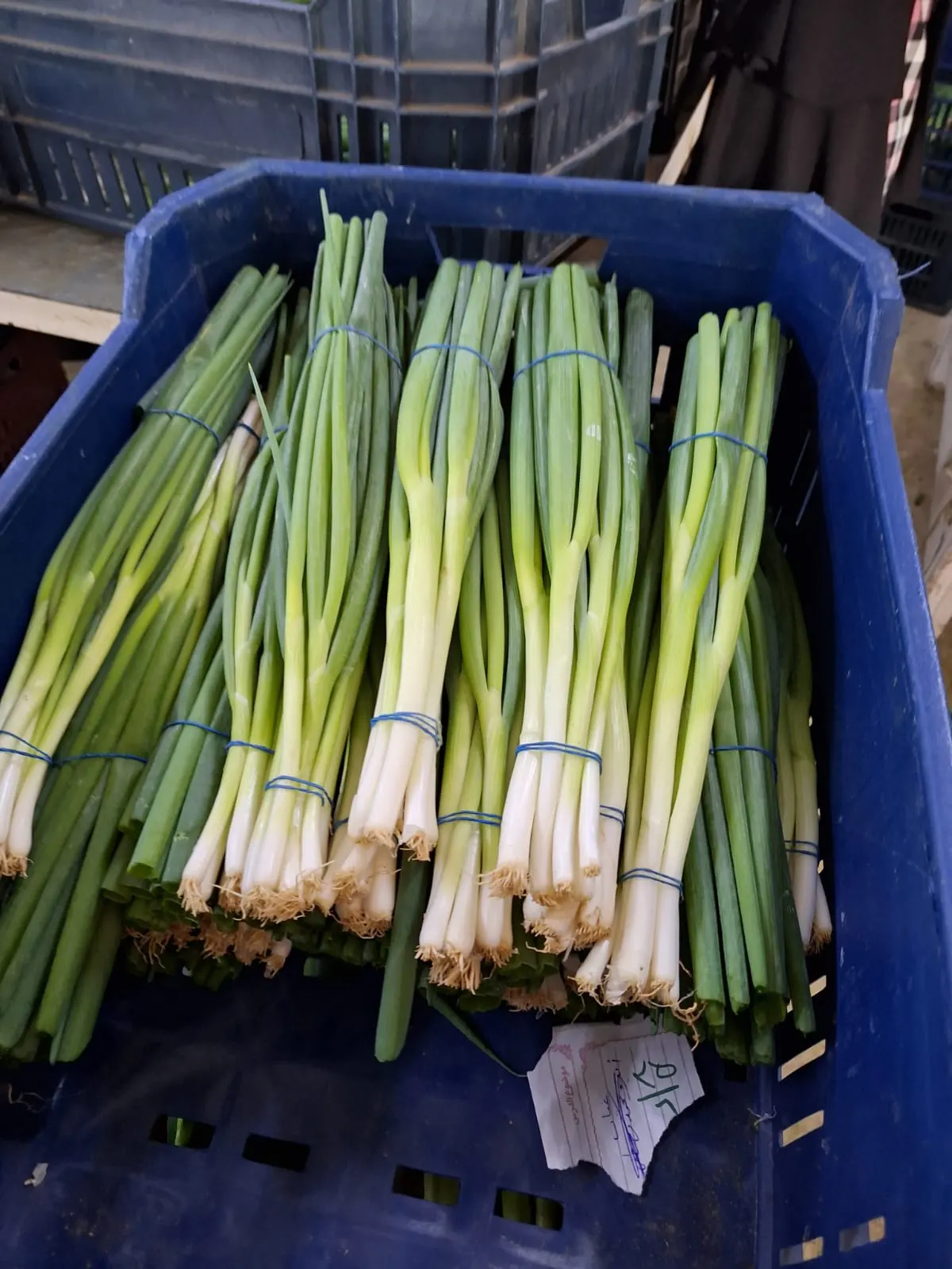 Spring Onions Crate