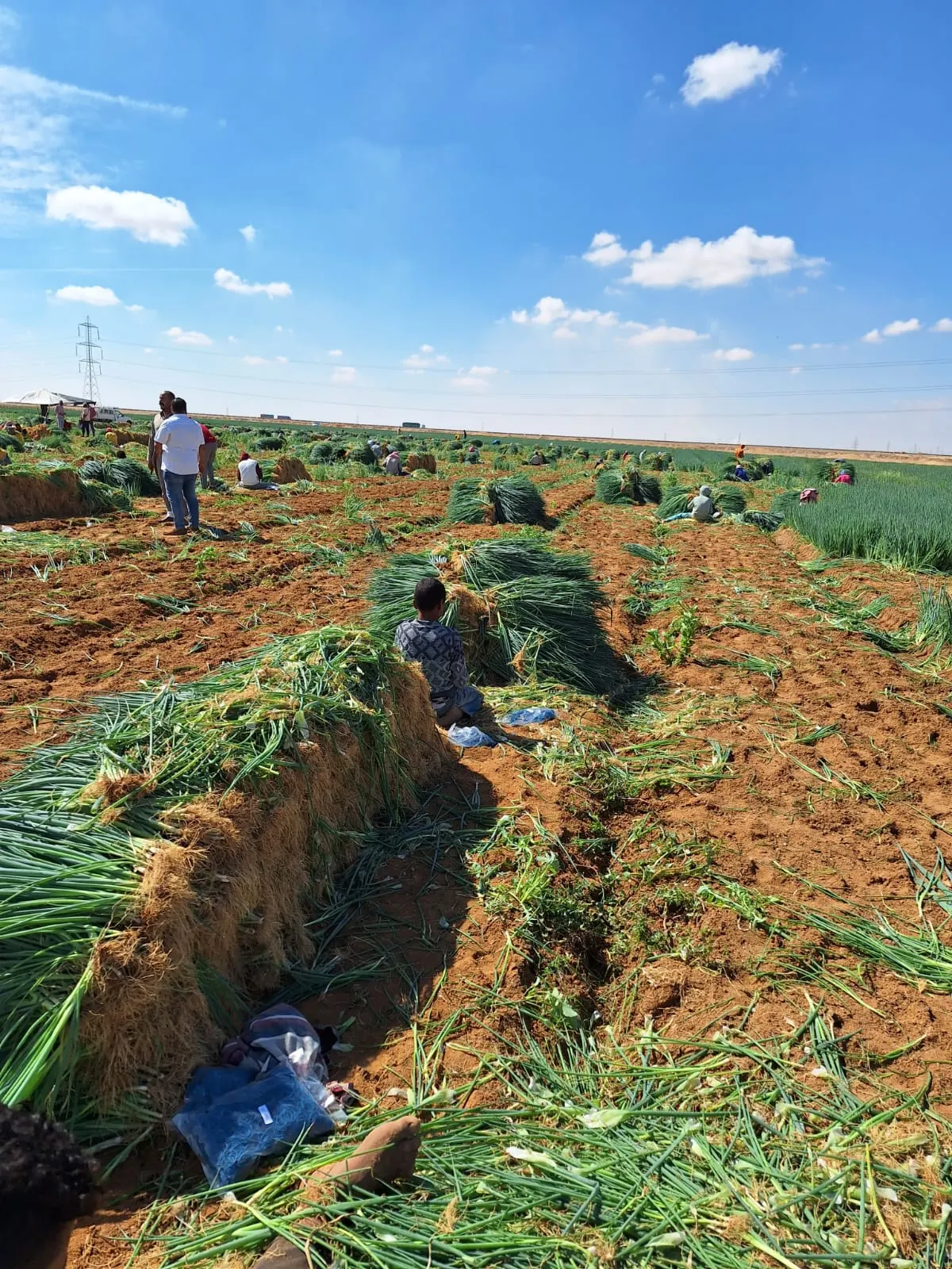 Spring Onions Field Harvest