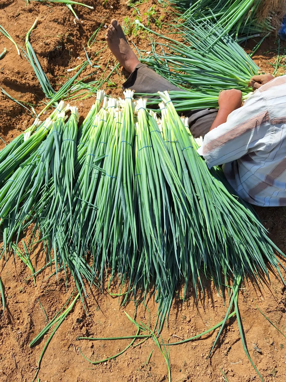 Spring Onions Harvest