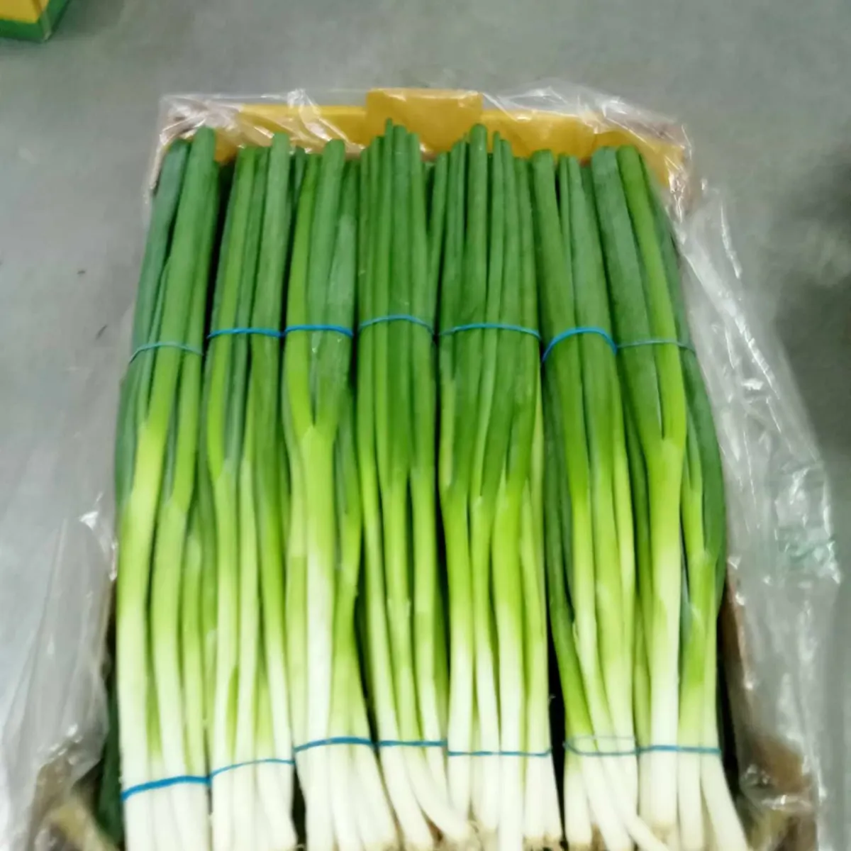 Packaged Spring Onions