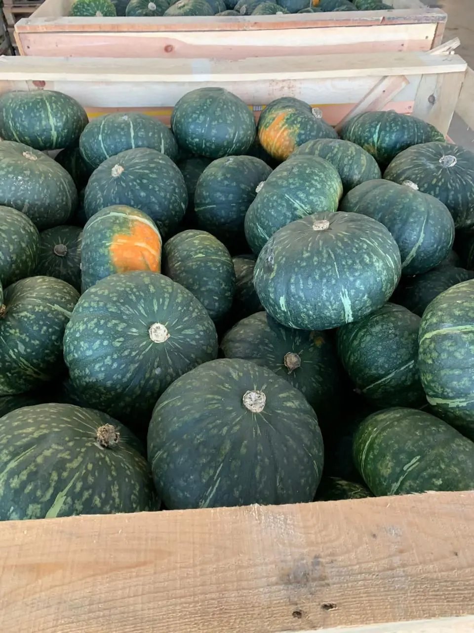 Green winter squash in wooden crate