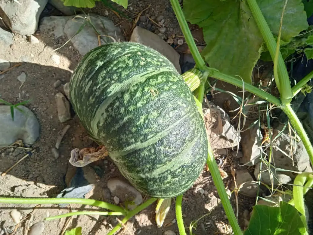 Green winter squash growing in field