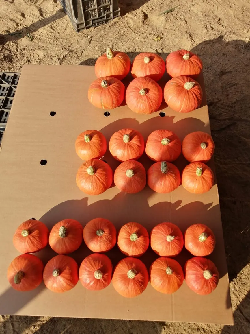 Orange pumpkins packed in export boxes