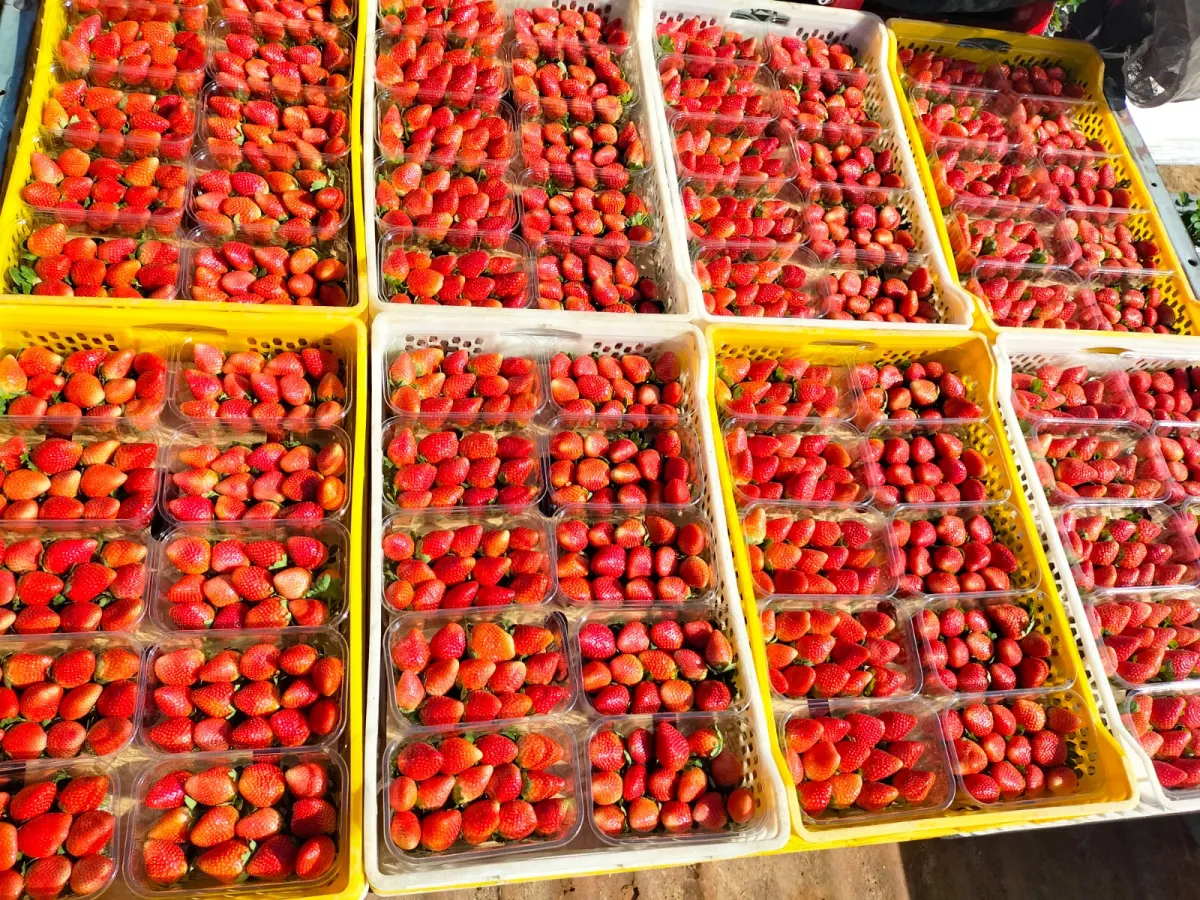 Strawberries packed in boxes