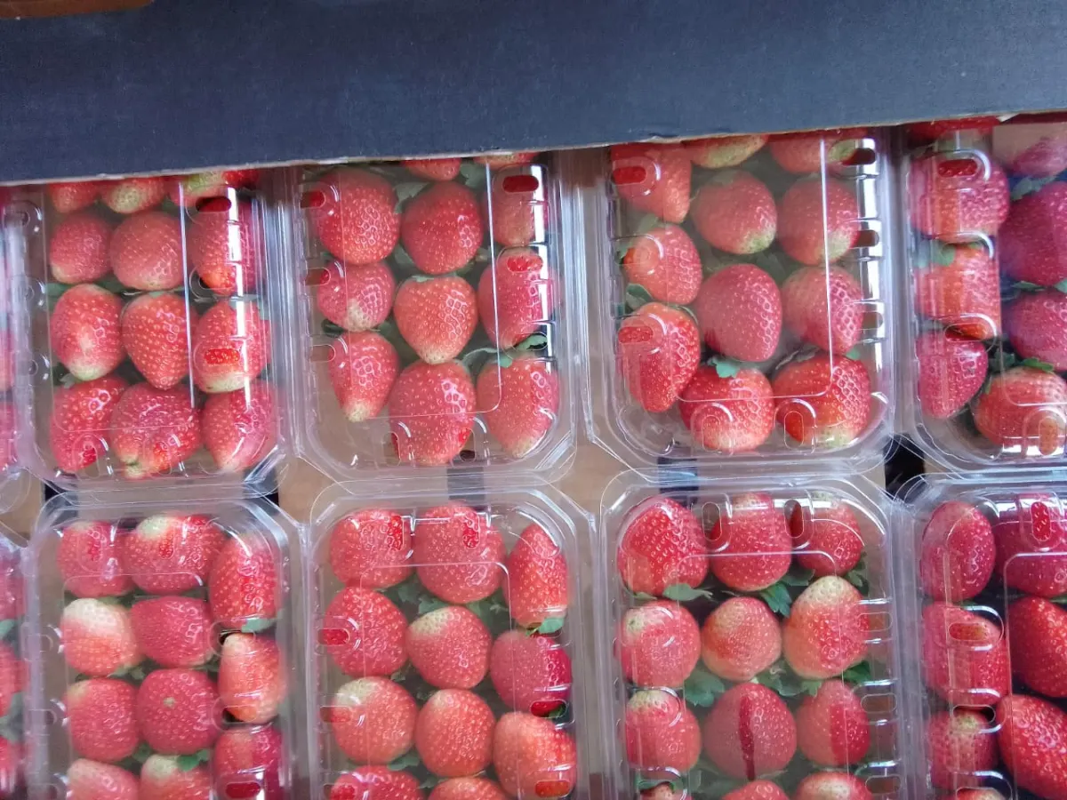 Fresh strawberries in containers