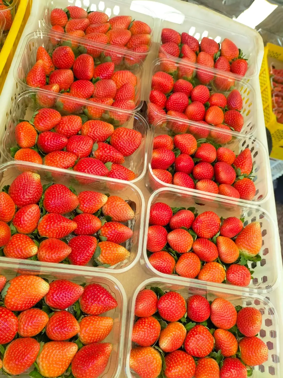 Display of premium strawberries