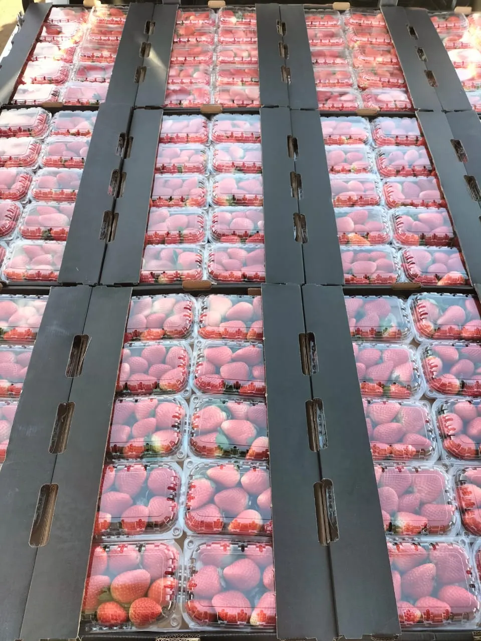 Packaged strawberries ready for export