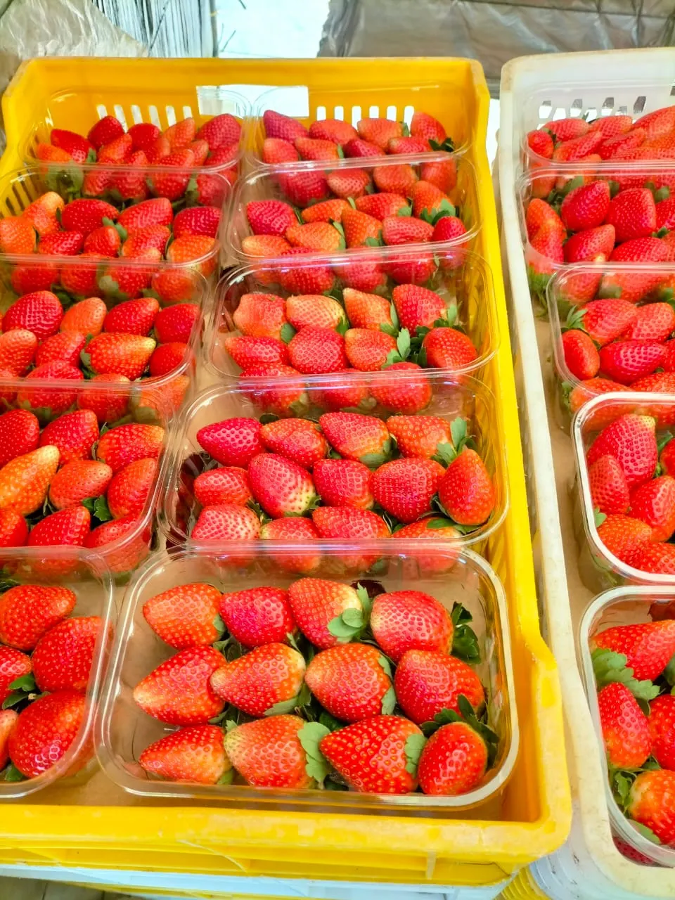 Strawberry trays in warehouse