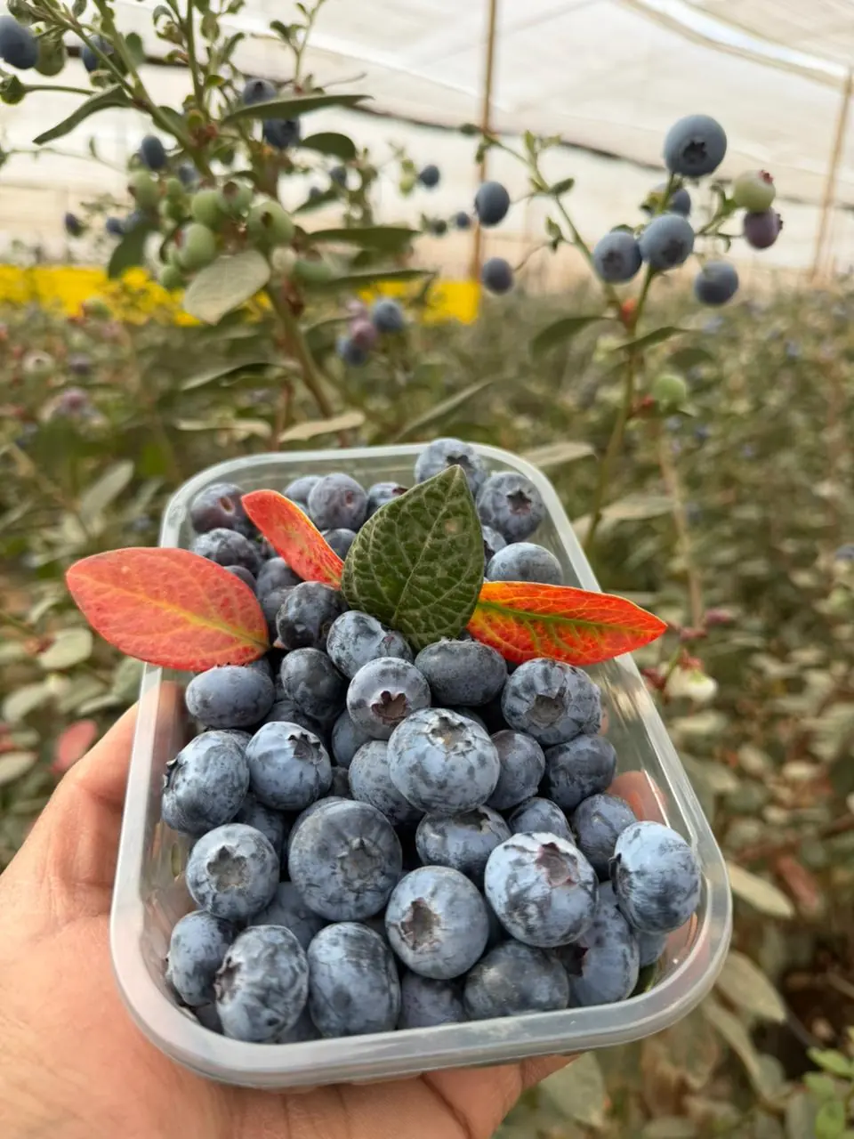 Close view of fresh blueberries in a punnet