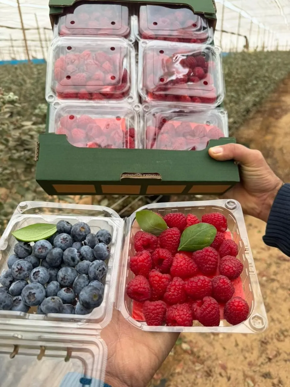 Blueberries and raspberries in punnets