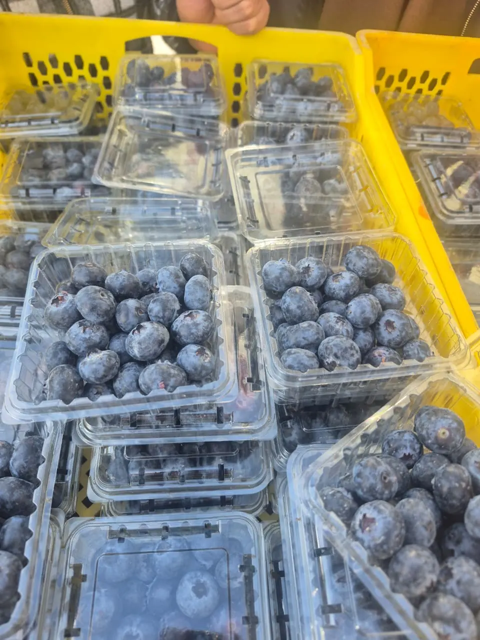 Fresh blueberry punnets in crates