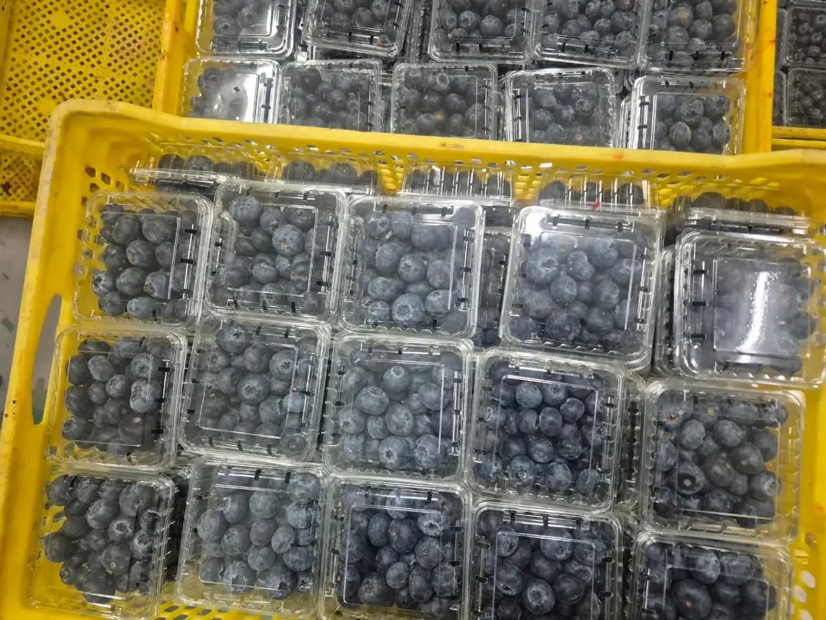 Blueberry punnets arranged for packing