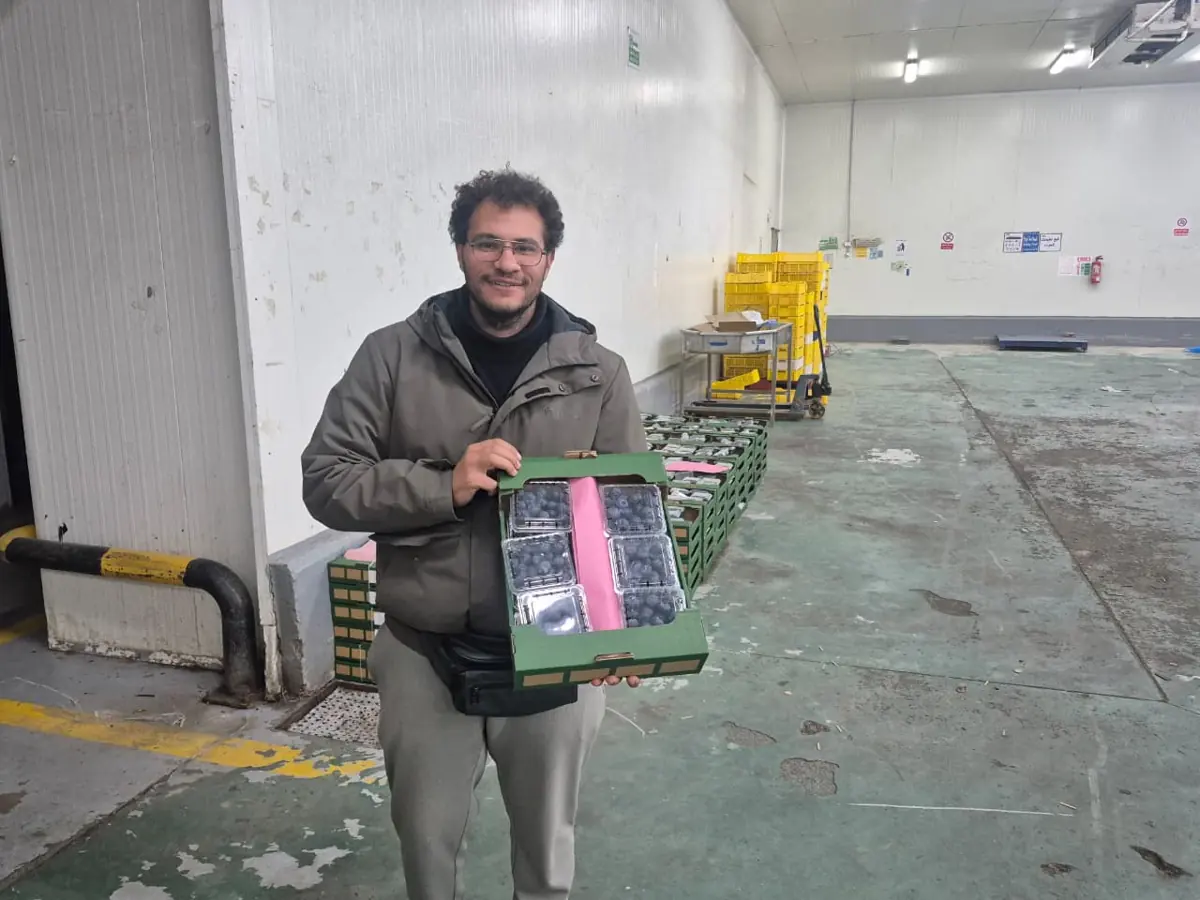 Blueberries in a packing room