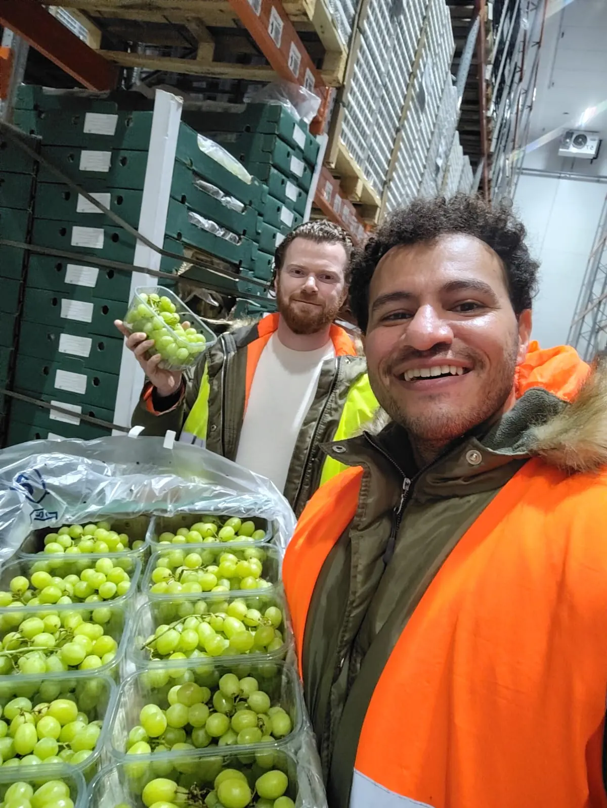 Green grapes displayed in a cold store