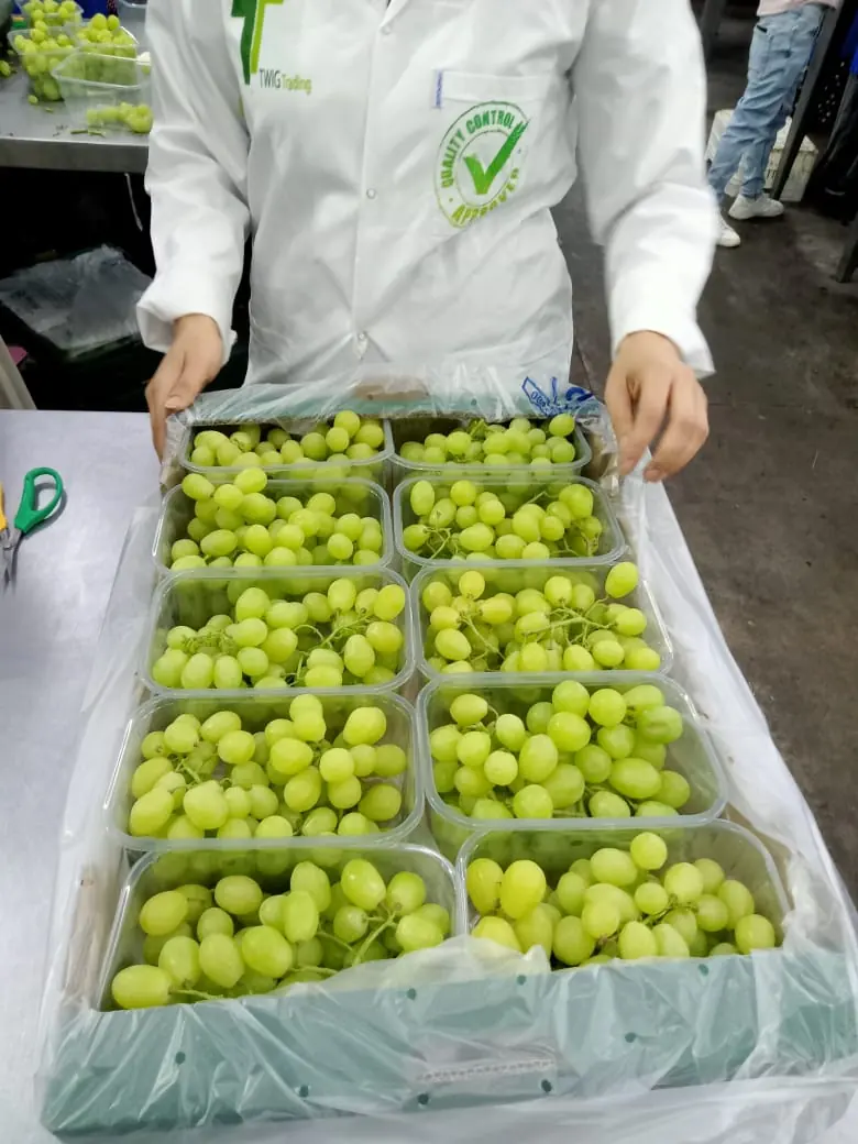 TWIG Trading grape packing inspection