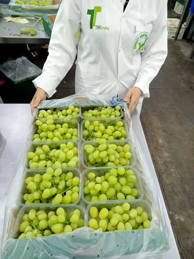TWIG Trading green grape punnets