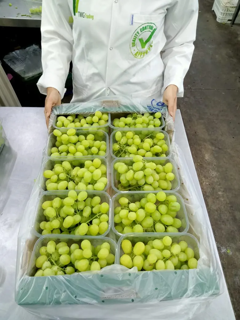 Packed green grapes at the inspection table