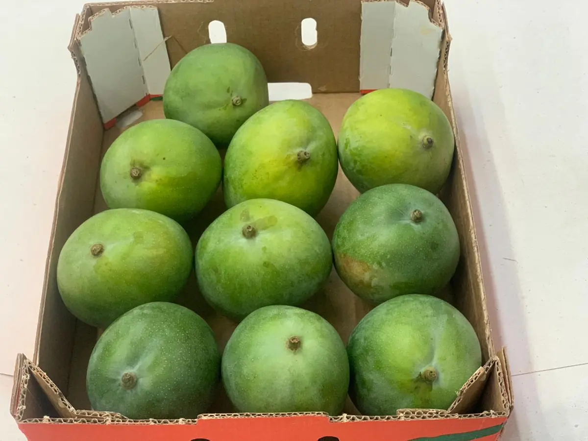 Green mangoes arranged in a carton