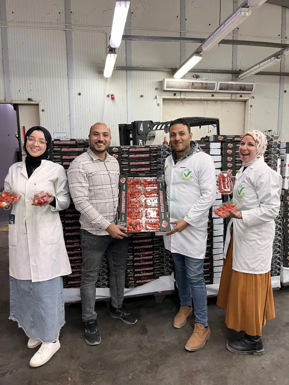 Team and packed strawberry cartons