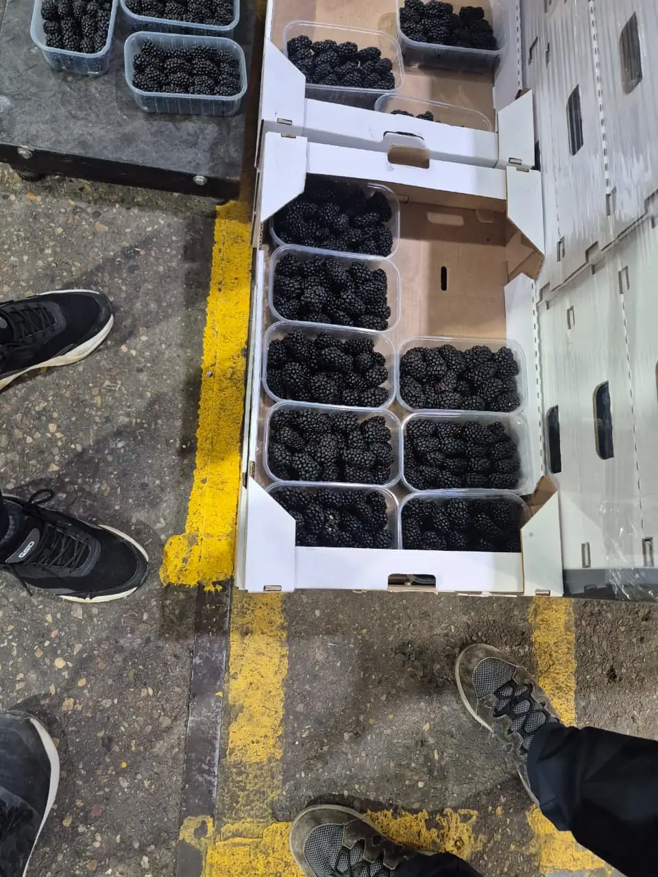 Blackberries — fresh produce and packing view
