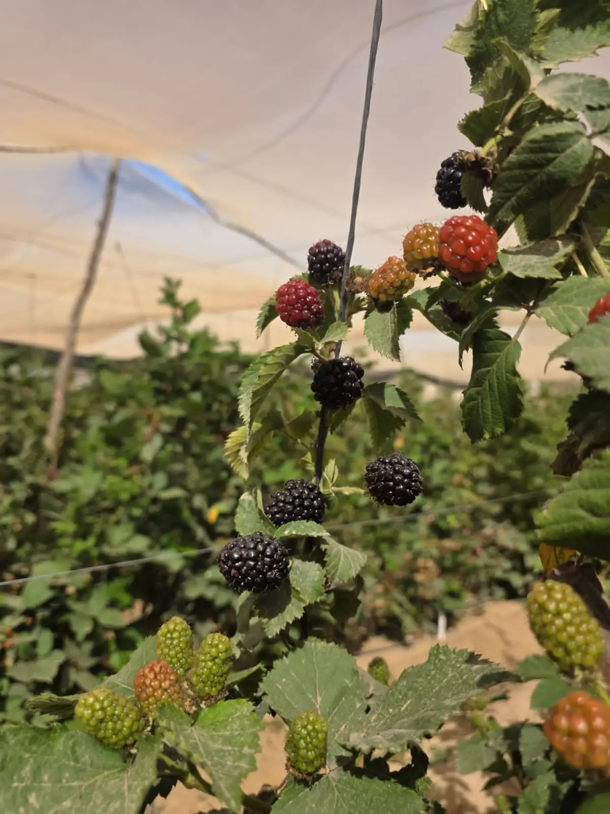 Blackberries — field and harvest view