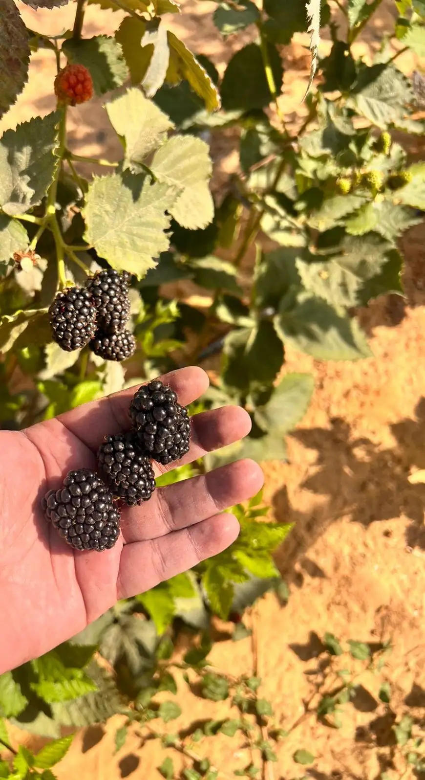 Blackberries — field and harvest view