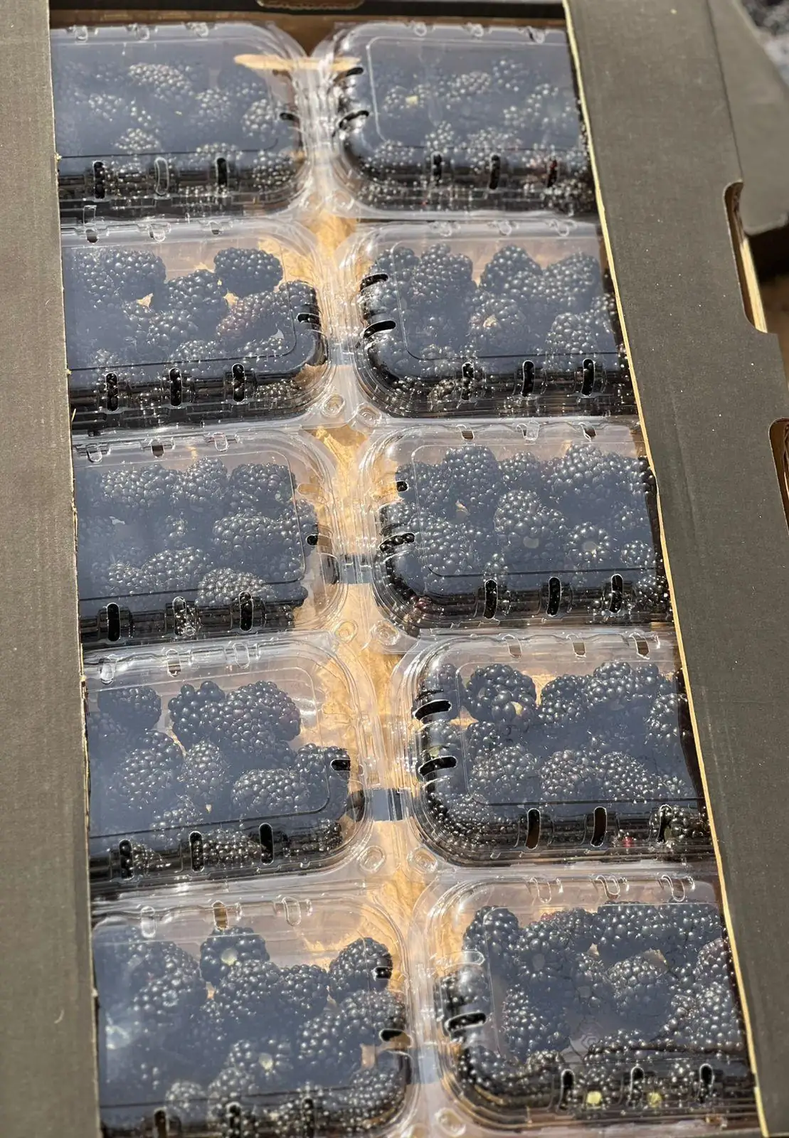 Blackberries — fresh produce and packing view