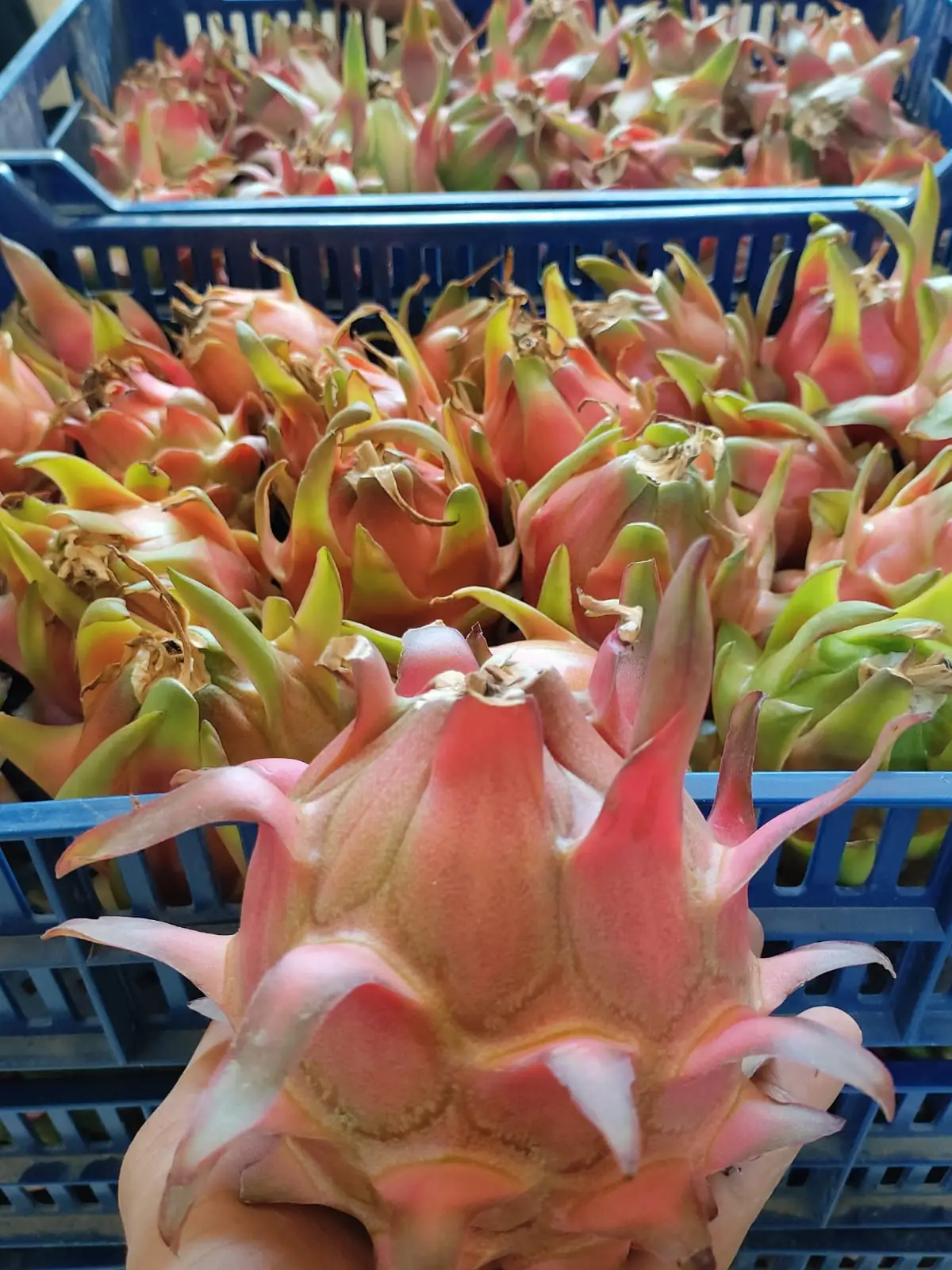 Dragon fruit — fresh produce and packing view