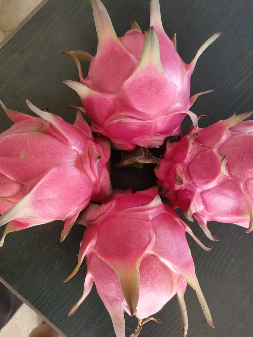 Dragon Fruit