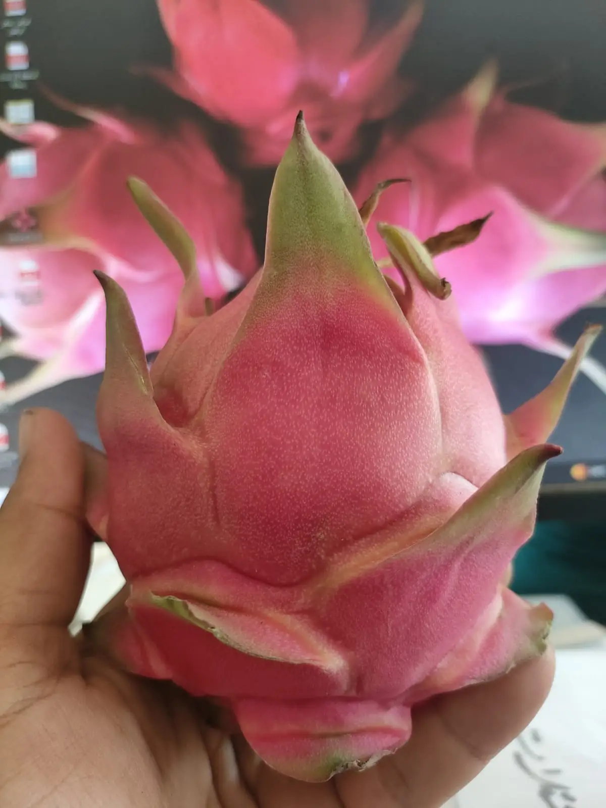 Dragon fruit — fresh produce and packing view