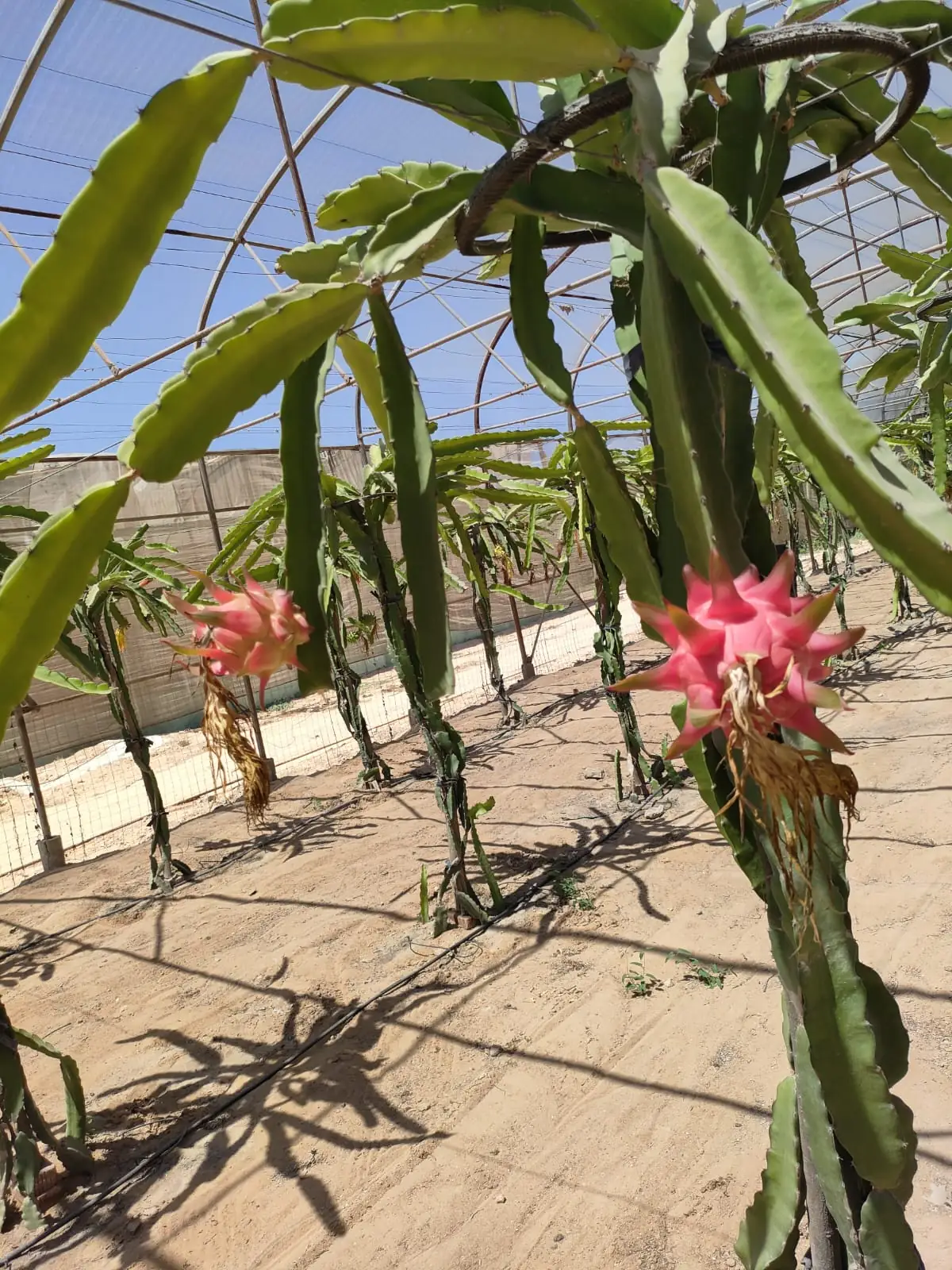 Dragon fruit — field and harvest view