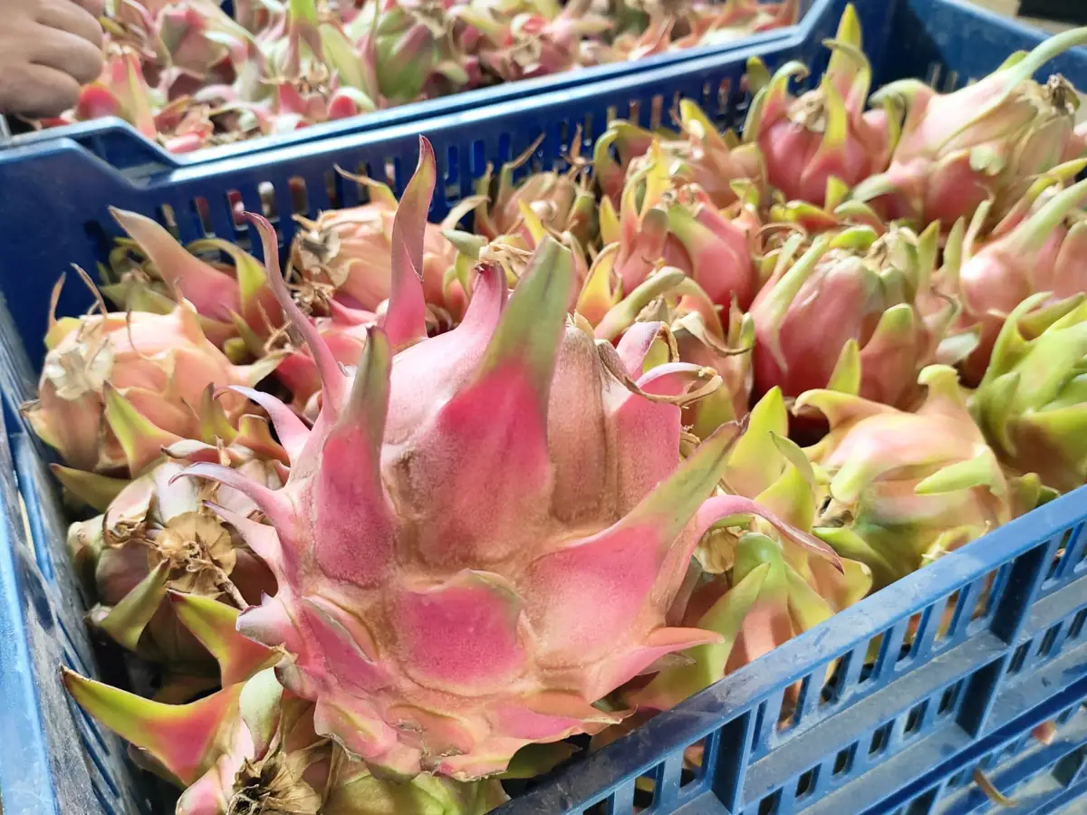 Dragon fruit — fresh produce and packing view