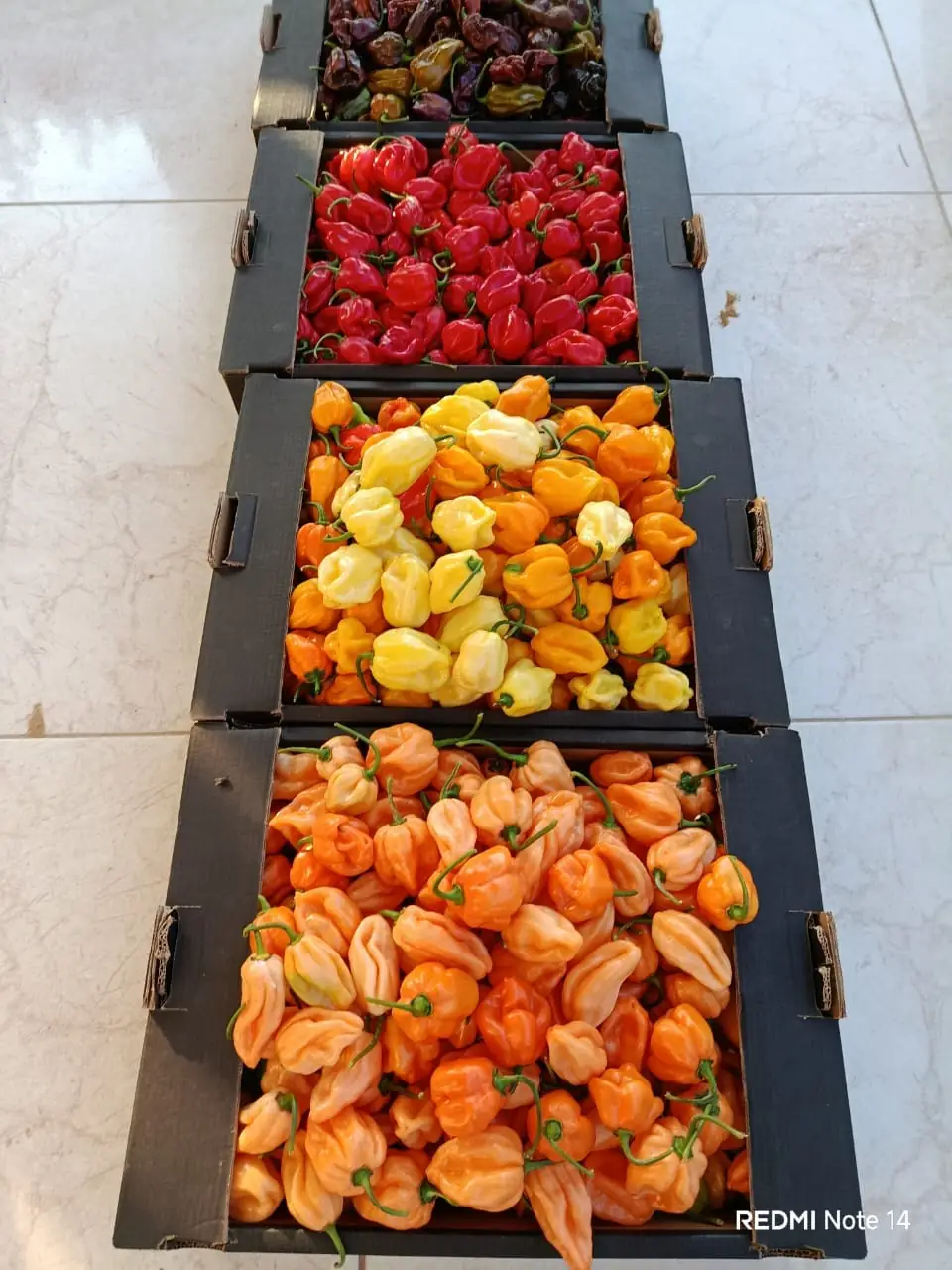 Habanero peppers — fresh produce and packing view