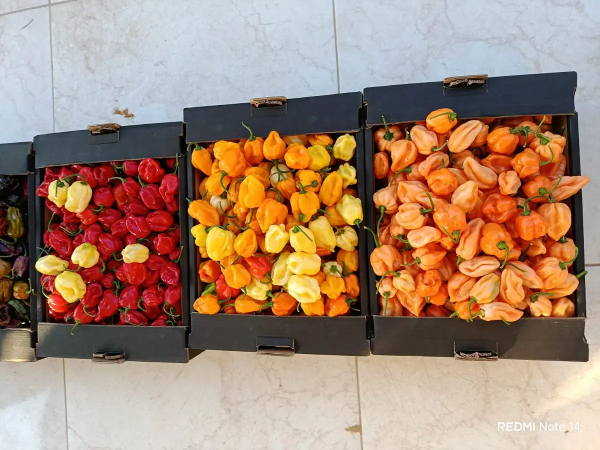 Habanero peppers — fresh produce and packing view