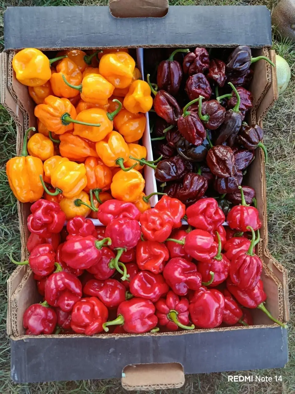 Habanero Peppers