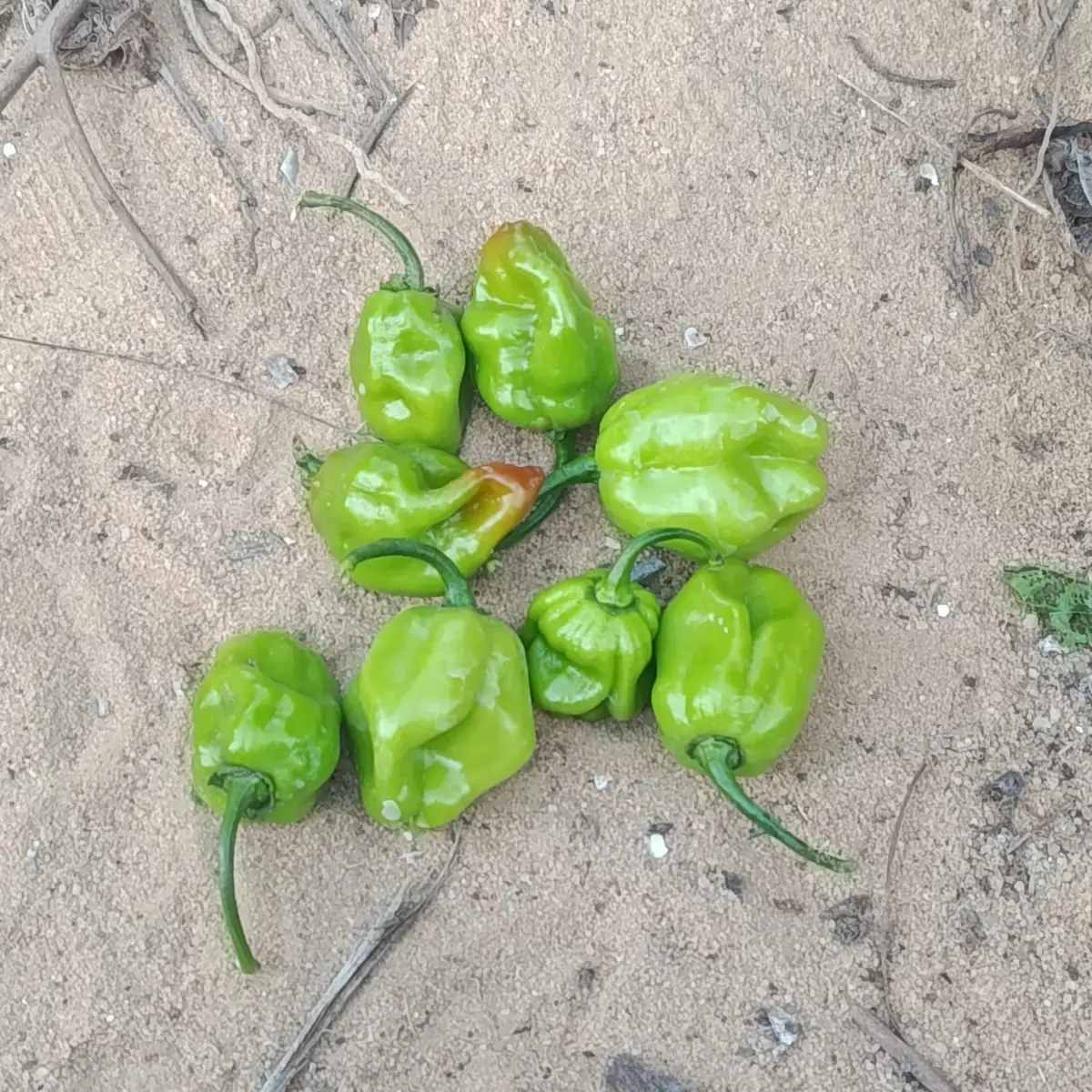 Habanero peppers — fresh produce and packing view