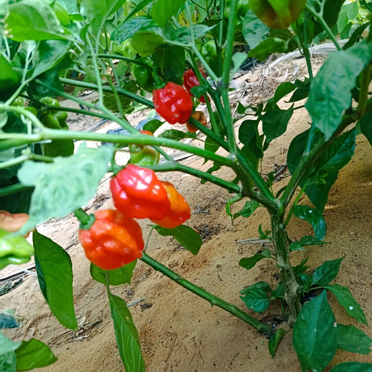 Habanero peppers — field and harvest view