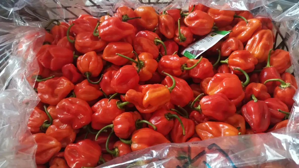 Habanero peppers — fresh produce and packing view
