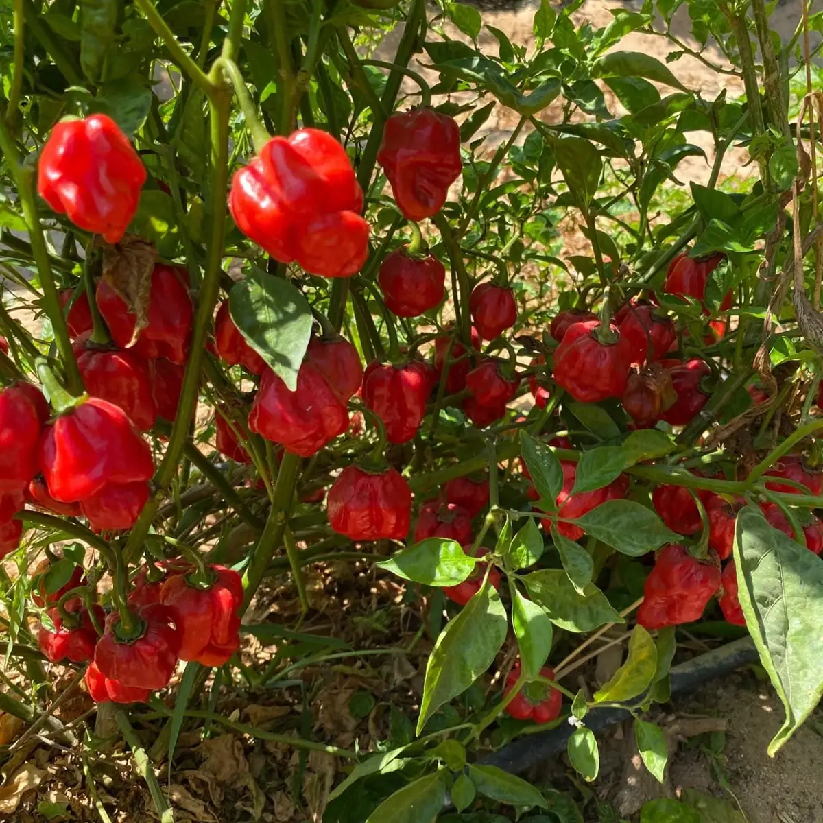 Habanero peppers — field and harvest view