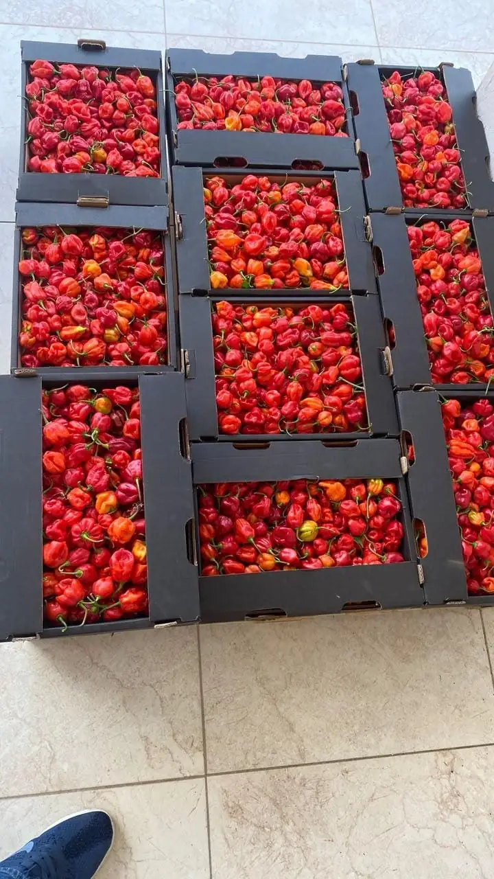 Habanero peppers — fresh produce and packing view