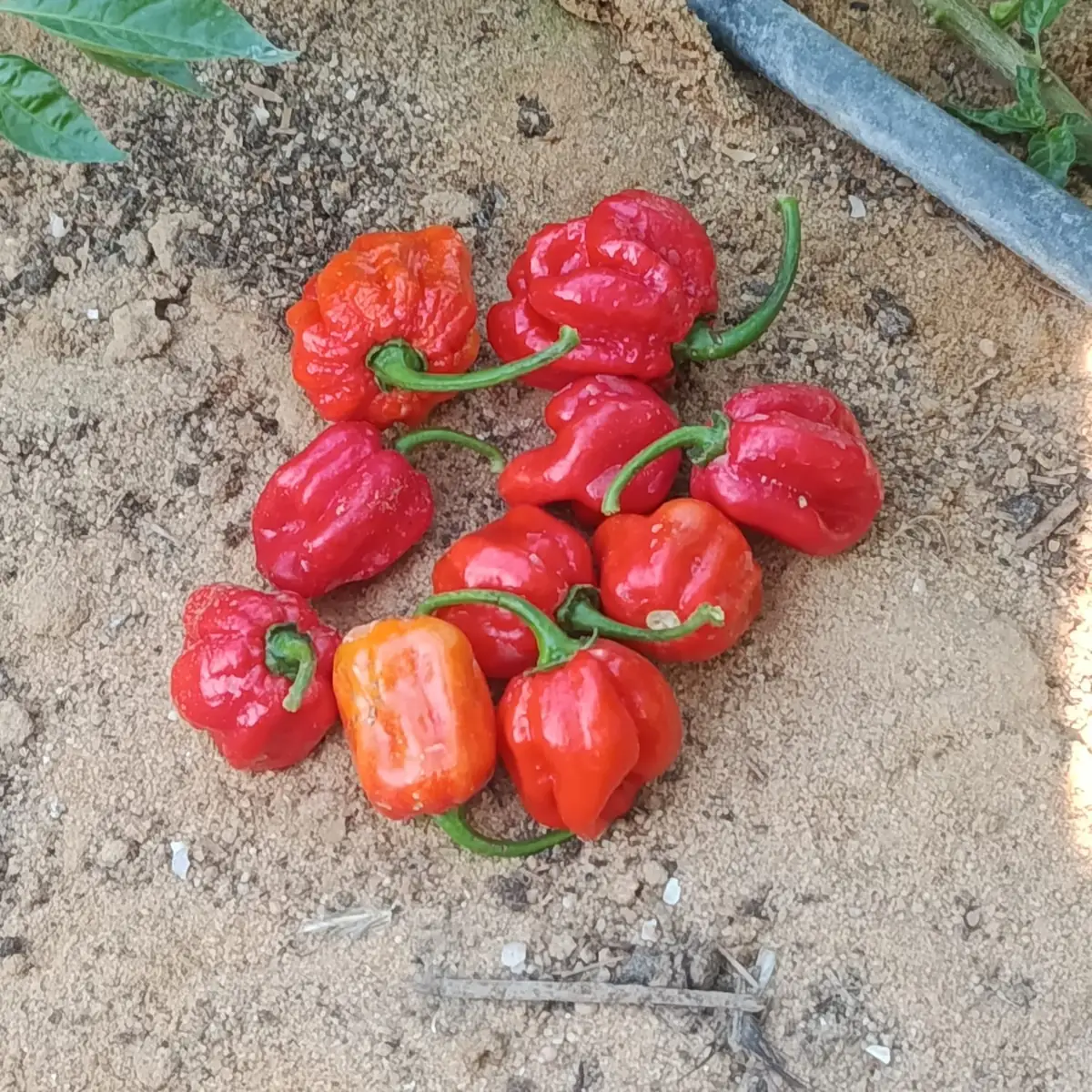 Habanero peppers — fresh produce and packing view
