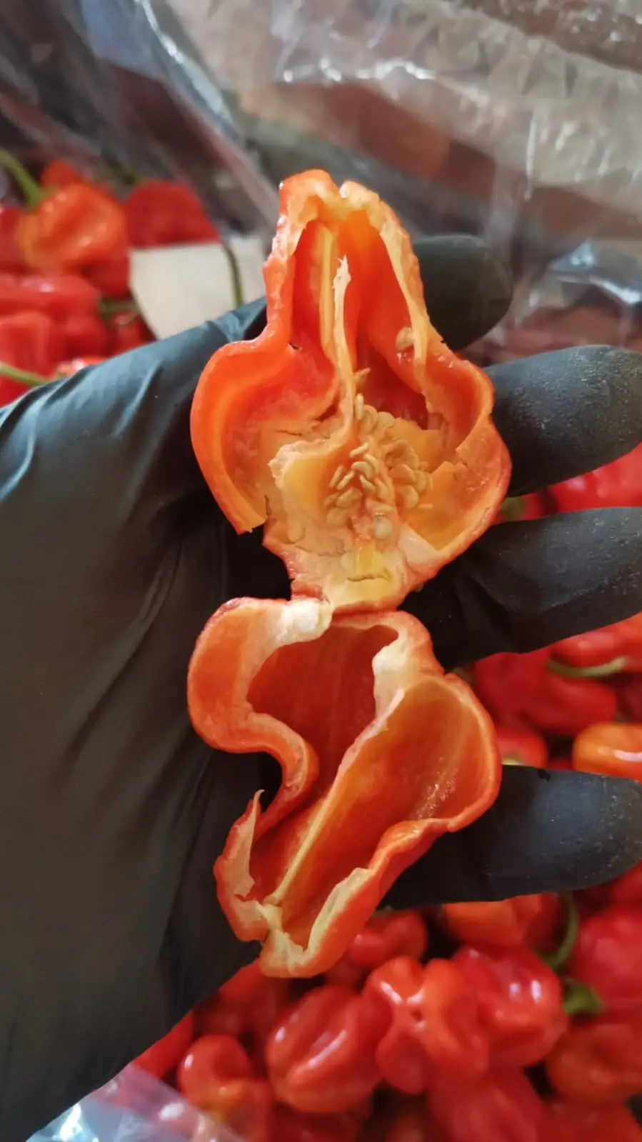 Habanero peppers — fresh produce and packing view