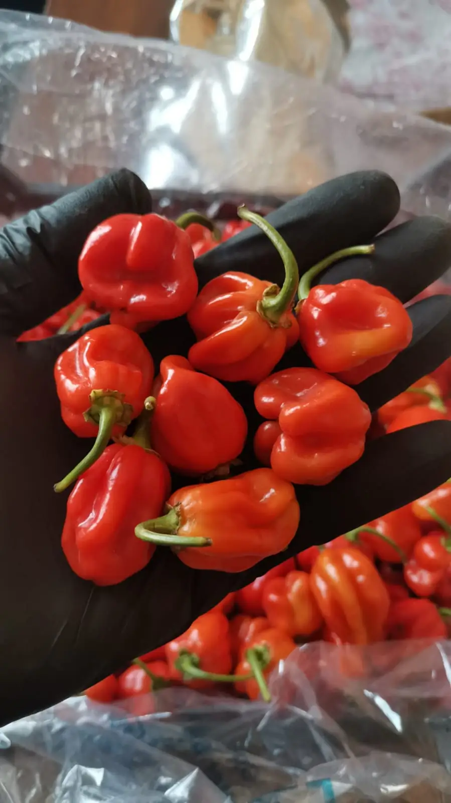 Habanero peppers — fresh produce and packing view