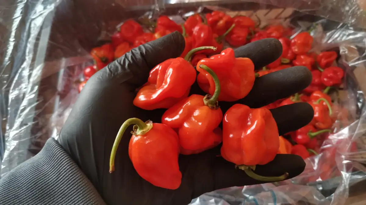Habanero peppers — fresh produce and packing view